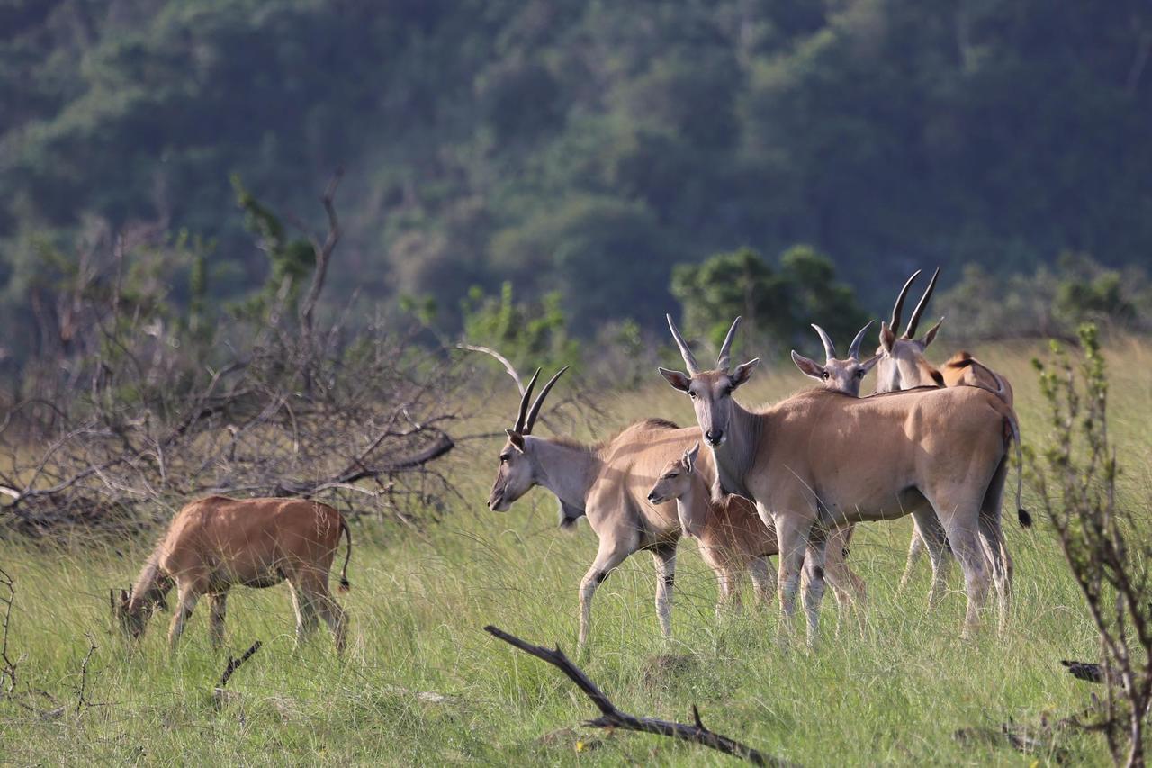 Horseshoe Game Reserve East London Eksteriør billede