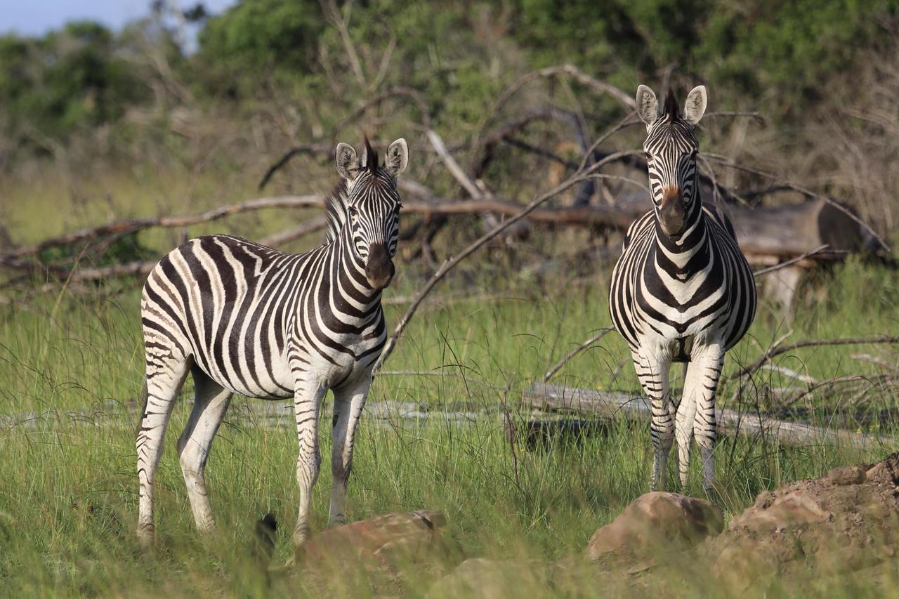 Horseshoe Game Reserve East London Eksteriør billede